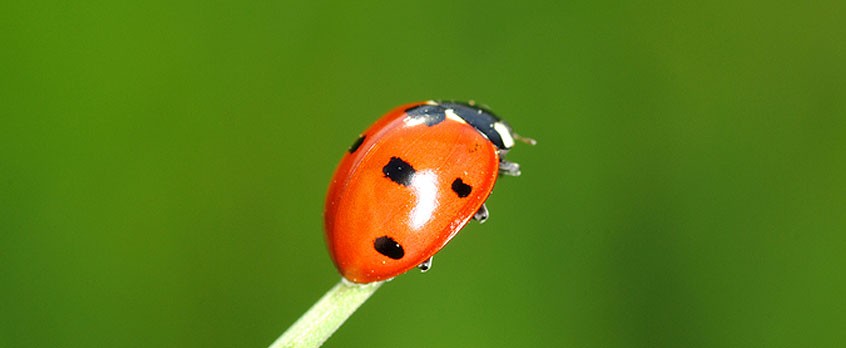 Biedronka sprzedała najwięcej telefonów myPhone